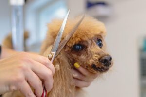 Professionele hondentrimmer in Hoorn verzorgt de vacht van een hond met expertise en zorg voor optimaal welzijn