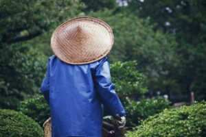 Home Professioneel hoveniersbedrijf in Gouda verzorgt tuinontwerp en onderhoud voor groene, duurzame buitenruimtes